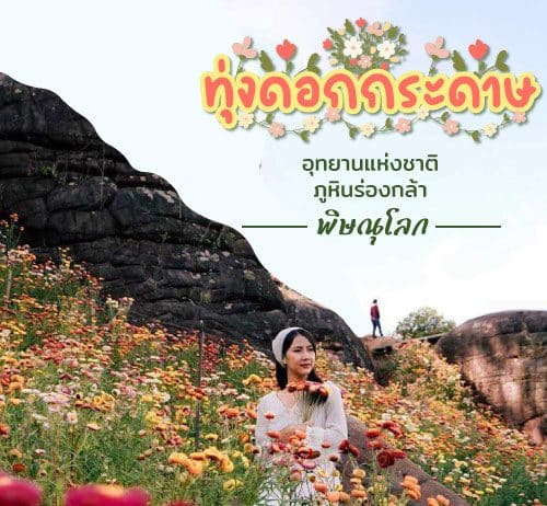 ที่เที่ยวพิษณุโลก ทุ่งดอกกระดาษ อุทยานแห่งชาติภูหินร่องกล้า